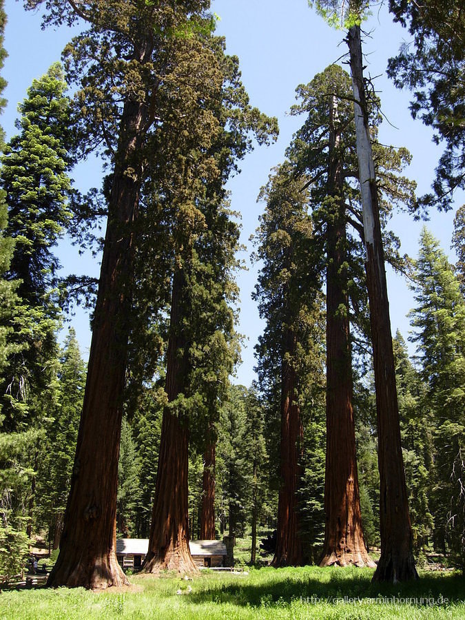 Sequoias in the grove