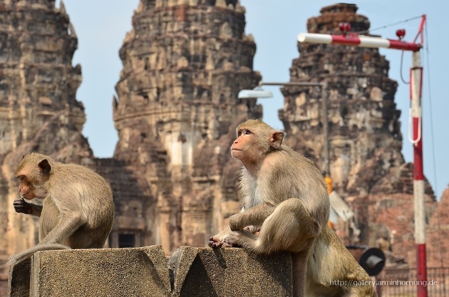 Macaques at the fountain