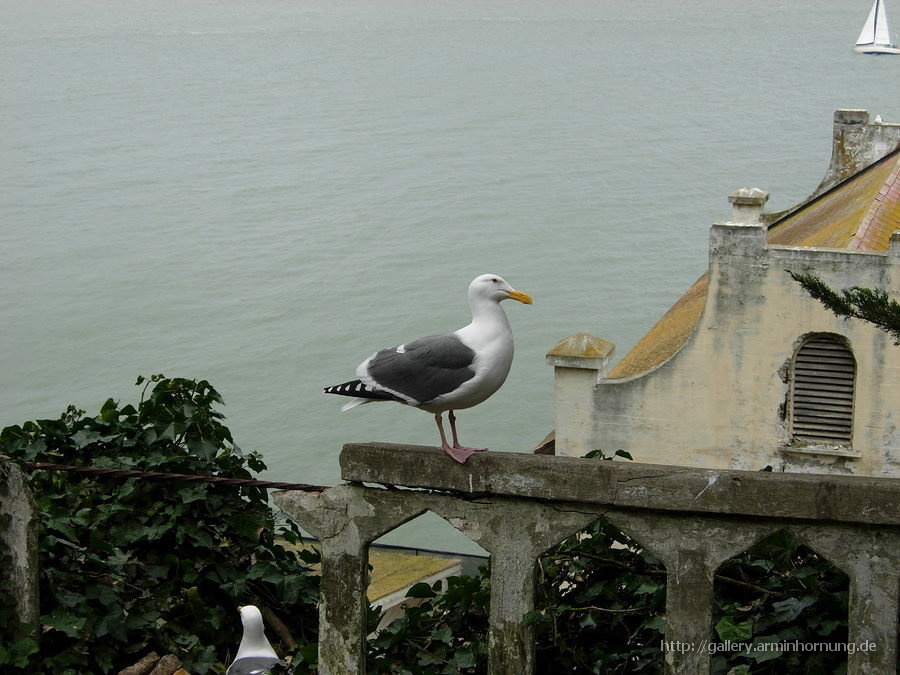 A sea gull on Alcatraz