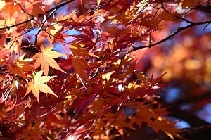 Autumn in Japan (2012)