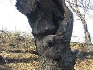 Die Eichhörnchen im Park spielen verrückt...