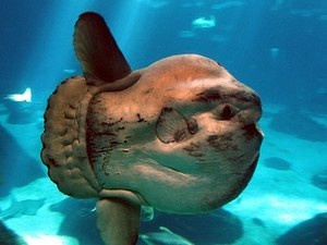 A giant Sunfish