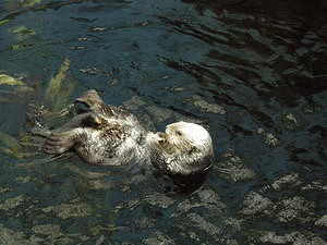 Grooming Otter