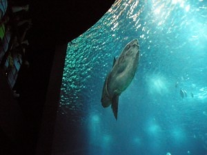 People enjoying the Sunfish