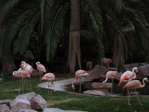 Flamingos