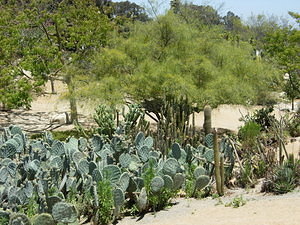 Some cacti in the gardens