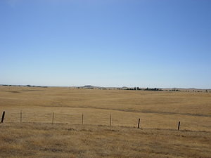 Dry Grasslands