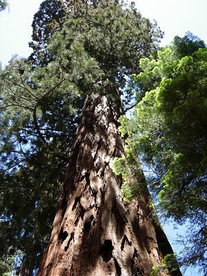 A Sequoia Tree