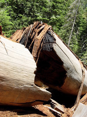 A Sequoia, broken when falling down