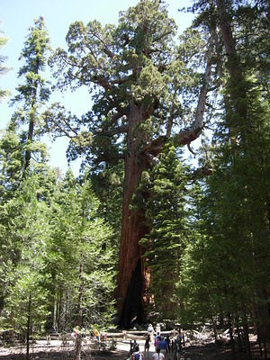 The "Grizzly Giant" Sequoia