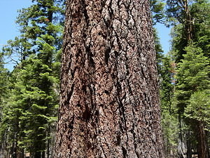 A textured pine