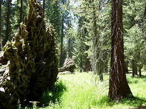 Sequoia stumps