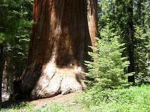 Me (left), a Sequoia, and a "regular" tree