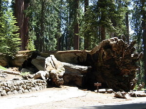 The "Fallen Tunnel Tree"