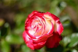 Rose in Golden Gate Park