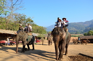 Elephant riding camp