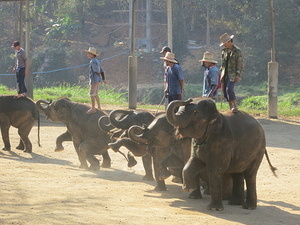 Elephant show