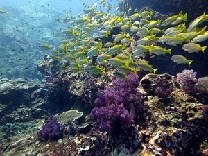 Diving at Similan Islands