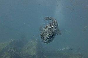 Big Pufferfish