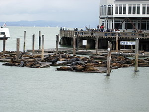 The sea lions of Pier 39