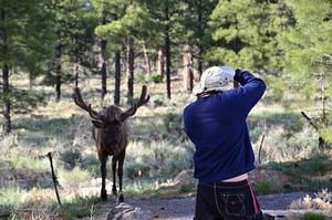 Elk vs. Photographer
