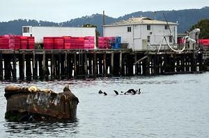 Sea lions in the harbor