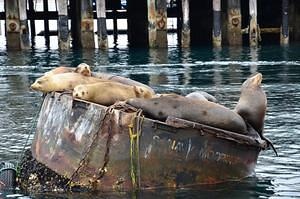 Lazy sea lions