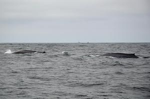 Two Blue Whales