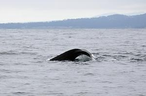Humpback tailfin