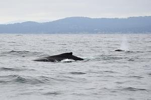 Two Humpback Whales