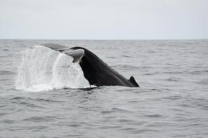 Humpback Whale tailfin