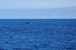 Whale Watching Cruise