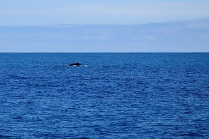 Whale Watching Cruise