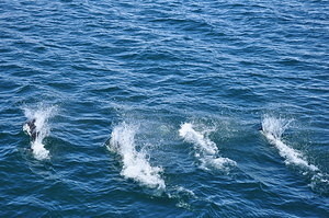 Dolphins