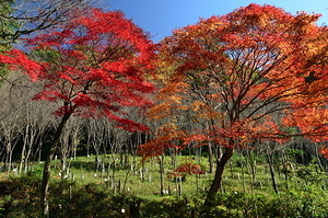 Colored trees