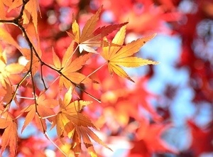 Fall Leaves