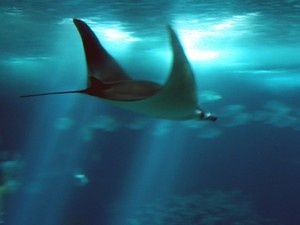 Manta ray