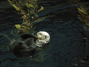 Grooming Otter