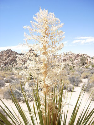 A Yucca flower
