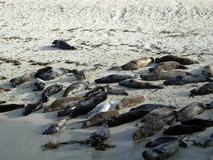 Seals at the beach in La Jolla