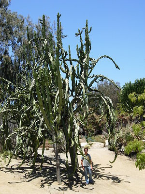 A big cactus-tree