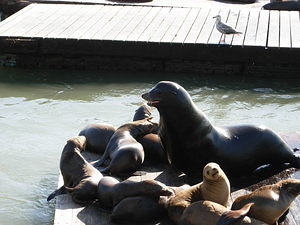 Sea lions at the pier