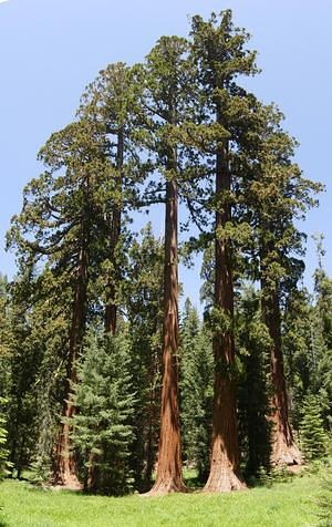 Sequoia Grove panoramic