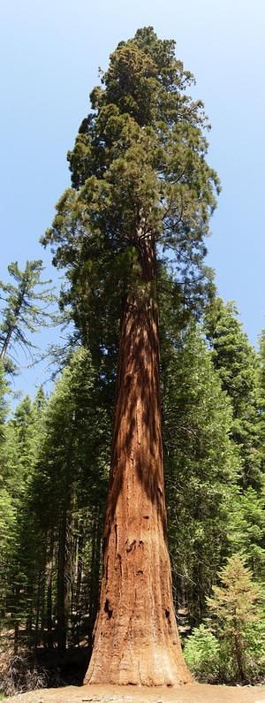 Sequoia Tree panoramic