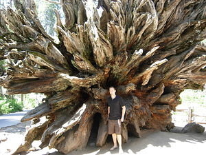 Me at the root of a Sequoia Tree