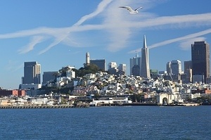 Seagull over Downtown