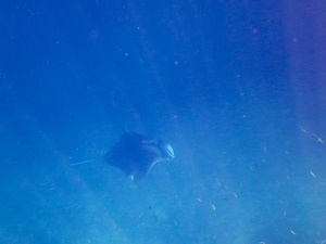 Giant Manta Ray at Koh Tachai