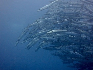 Big school of Barracuda