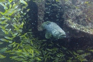 Giant Grouper