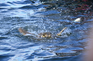 Dalyan sea turtle